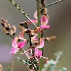 Indigofera adesmiifolia at Glenroy, NSW - 27 Sep 2021