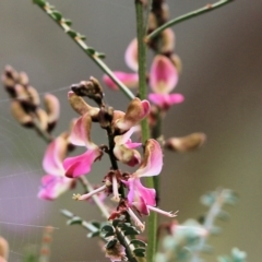 Indigofera adesmiifolia at Glenroy, NSW - 27 Sep 2021 11:04 AM
