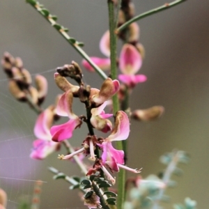 Indigofera adesmiifolia at Glenroy, NSW - 27 Sep 2021 11:04 AM
