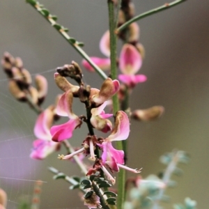 Indigofera adesmiifolia at Glenroy, NSW - 27 Sep 2021