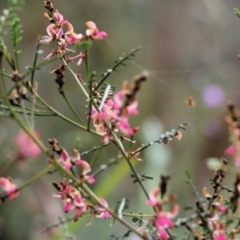 Indigofera adesmiifolia at Glenroy, NSW - 27 Sep 2021