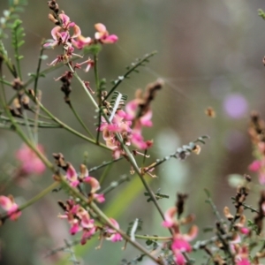 Indigofera adesmiifolia at Glenroy, NSW - 27 Sep 2021