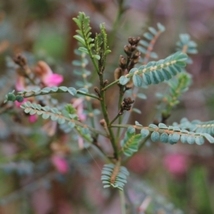 Indigofera adesmiifolia at Glenroy, NSW - 27 Sep 2021