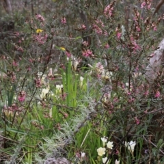 Indigofera adesmiifolia at Glenroy, NSW - 27 Sep 2021