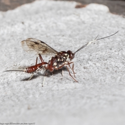 Paraphylax anax (Red Ichneumon Wasp) at Black Mountain - 7 Oct 2021 by Roger