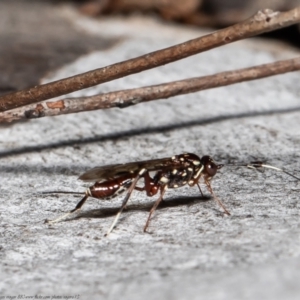 Paraphylax anax at Molonglo Valley, ACT - 7 Oct 2021 11:04 AM