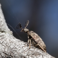 Trigonodera sp. (genus) (Wedge-shaped beetle) at Black Mountain - 8 Oct 2021 by Roger