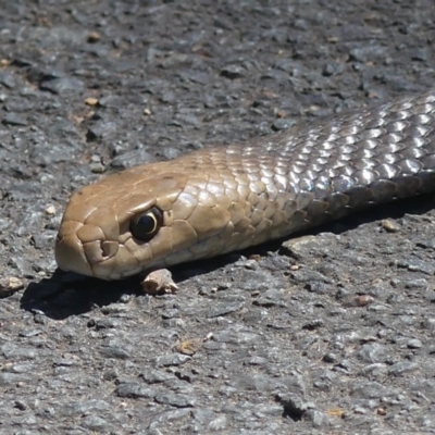 Pseudonaja textilis (Eastern Brown Snake) at Belconnen, ACT - 8 Oct 2021 by Anniecarr