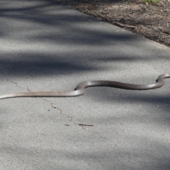 Pseudonaja textilis at Belconnen, ACT - 8 Oct 2021 01:34 PM