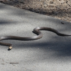 Pseudonaja textilis at Belconnen, ACT - 8 Oct 2021 01:34 PM