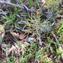 Gompholobium huegelii (Pale Wedge Pea) at Hall, ACT - 8 Oct 2021 by Rosie