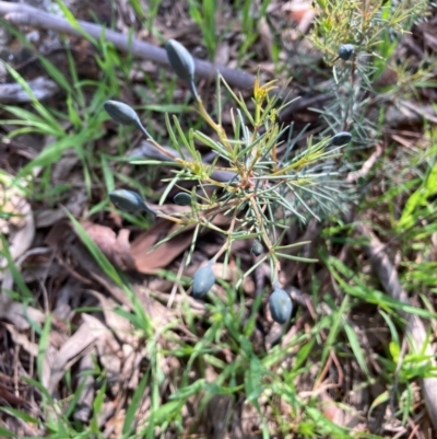 Gompholobium huegelii (pale wedge–pea) at Hall, ACT - 8 Oct 2021 by Rosie