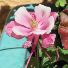 Aquilegia sp. (Granny's Bonnet, Columbine) at Macarthur, ACT - 8 Oct 2021 by RodDeb