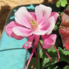 Aquilegia sp. (Granny's Bonnet, Columbine) at Macarthur, ACT - 8 Oct 2021 by RodDeb