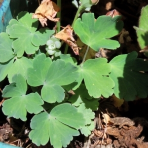 Aquilegia sp. at Macarthur, ACT - 8 Oct 2021