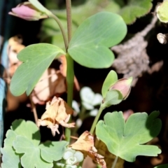 Aquilegia sp. at Macarthur, ACT - 8 Oct 2021