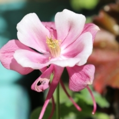 Aquilegia sp. at Macarthur, ACT - 8 Oct 2021