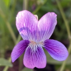 Viola betonicifolia subsp. betonicifolia (Arrow-Leaved Violet) at Griffith Woodland - 8 Oct 2021 by AlexKirk