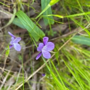 Viola betonicifolia subsp. betonicifolia at Griffith, ACT - 8 Oct 2021