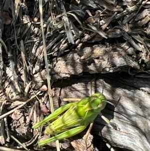 Perala viridis at Murrumbateman, NSW - 7 Oct 2021