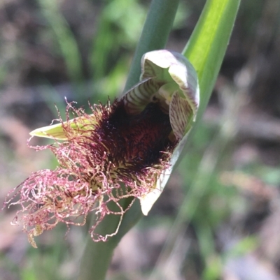 Calochilus platychilus (Purple Beard Orchid) at Watson, ACT - 8 Oct 2021 by NedJohnston