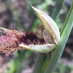 Calochilus platychilus at Watson, ACT - suppressed