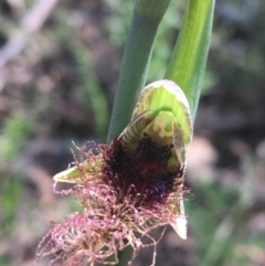 Calochilus platychilus at Watson, ACT - suppressed