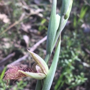 Calochilus platychilus at Watson, ACT - suppressed