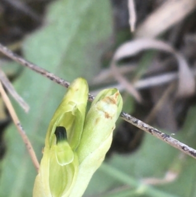 Hymenochilus bicolor (ACT) = Pterostylis bicolor (NSW) (Black-tip Greenhood) at Molonglo Valley, ACT - 8 Oct 2021 by NedJohnston
