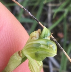 Hymenochilus bicolor (ACT) = Pterostylis bicolor (NSW) at Molonglo Valley, ACT - 8 Oct 2021