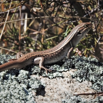 Liopholis whitii (White's Skink) at Mount Clear, ACT - 8 Oct 2021 by JohnBundock