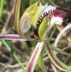 Caladenia atrovespa (Green-comb Spider Orchid) at Molonglo Valley, ACT - 8 Oct 2021 by NedJohnston