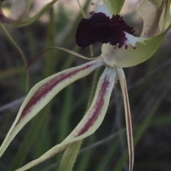 Caladenia atrovespa at Molonglo Valley, ACT - suppressed