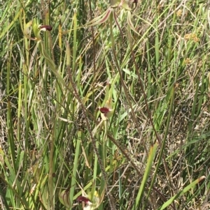 Caladenia atrovespa at Molonglo Valley, ACT - suppressed