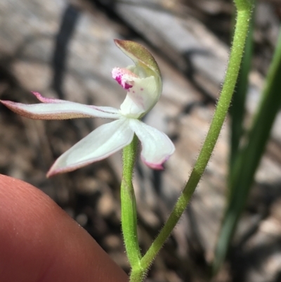 Caladenia moschata (Musky Caps) at Black Mountain - 8 Oct 2021 by Ned_Johnston