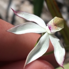 Caladenia moschata at Undefined Area - suppressed