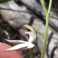 Caladenia moschata at Point 4910 - suppressed