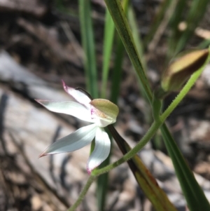 Caladenia moschata at Undefined Area - suppressed