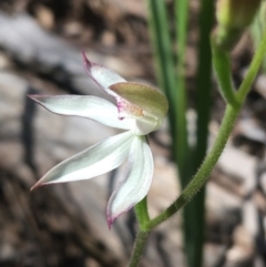 Caladenia moschata at Point 4910 - suppressed