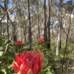 Telopea speciosissima (NSW Waratah) at Wingecarribee Local Government Area - 8 Oct 2021 by JanetMW