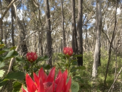 Telopea speciosissima (NSW Waratah) at Kangaloon, NSW - 8 Oct 2021 by JanetMW