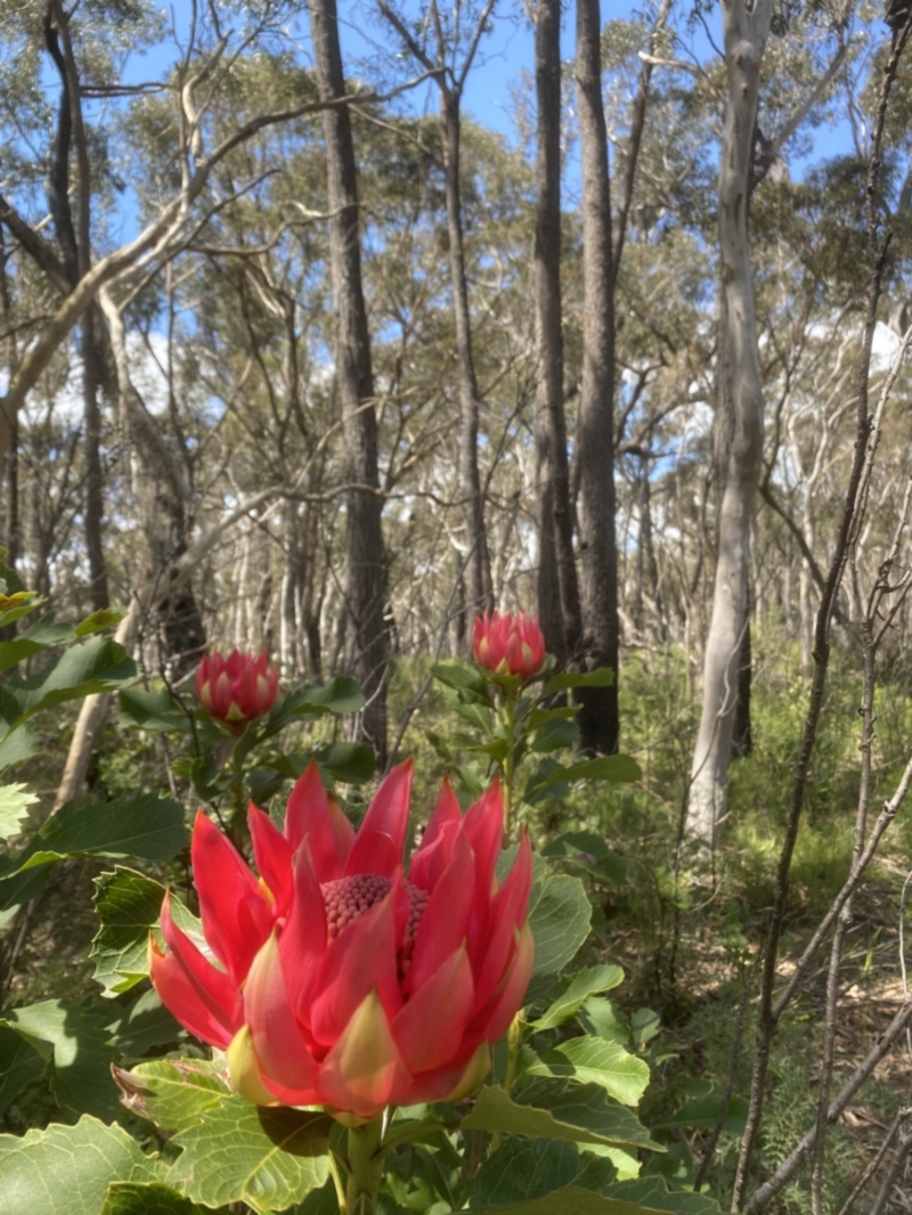 Telopea speciosissima at Kangaloon, NSW - 8 Oct 2021
