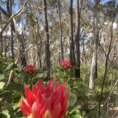 Telopea speciosissima (NSW Waratah) at Kangaloon - 8 Oct 2021 by JanetMW