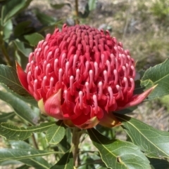 Telopea speciosissima at Kangaloon, NSW - suppressed