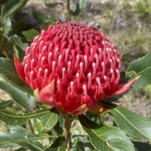 Telopea speciosissima at Kangaloon, NSW - suppressed