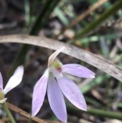 Caladenia carnea (Pink Fingers) at Black Mountain - 8 Oct 2021 by Ned_Johnston