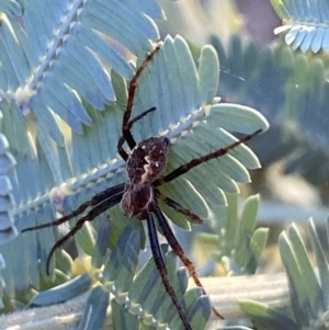 Araneinae (subfamily) at Jerrabomberra, NSW - 8 Oct 2021 06:34 PM