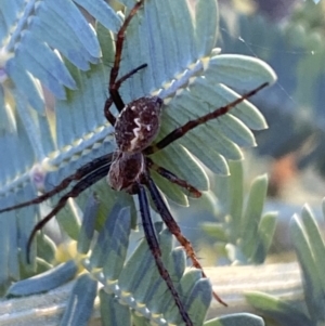 Araneinae (subfamily) at Jerrabomberra, NSW - 8 Oct 2021 06:34 PM