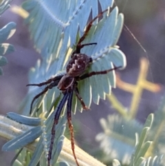 Araneinae (subfamily) at Jerrabomberra, NSW - 8 Oct 2021 06:34 PM