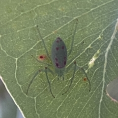 Araneus talipedatus (Slender green orb-weaver) at Mount Jerrabomberra - 8 Oct 2021 by Steve_Bok